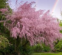 Tamarisk tree